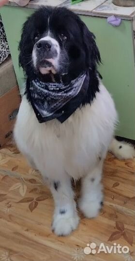Ньюфаундленд вязка
