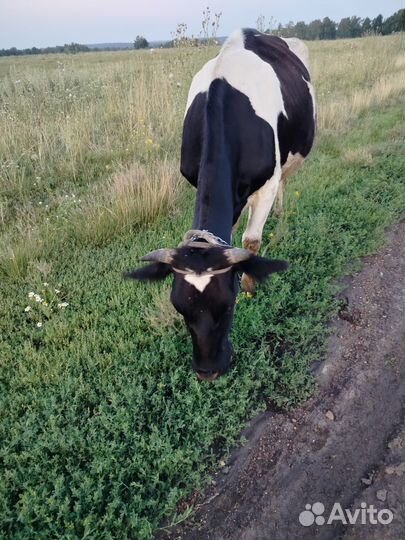 Корова дойная