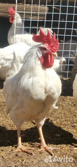 Молодые петухи