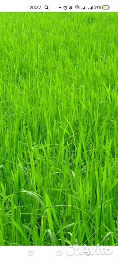 Овсянница красная (низкорослая газонная трава)