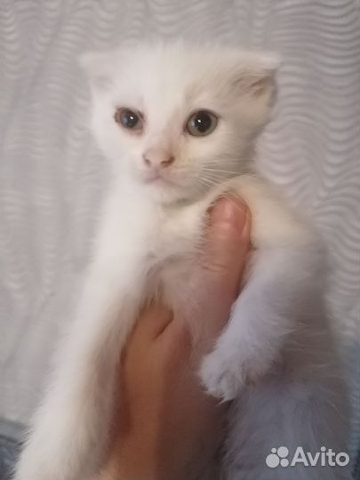Котёнок белоснежный девочка