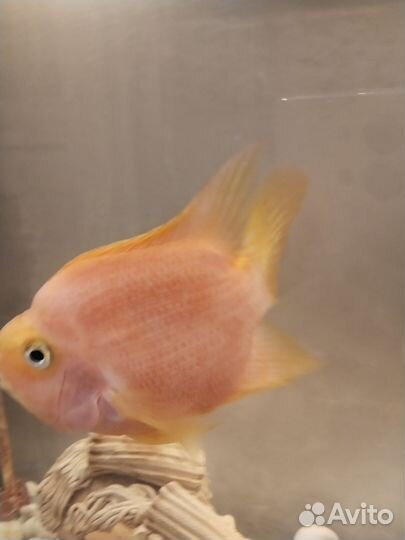 Рыба попугай