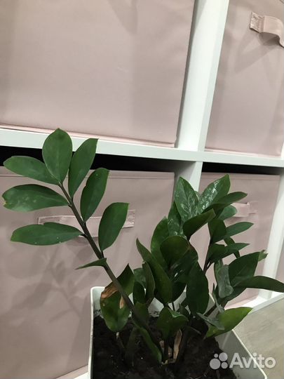 Замиокулькас