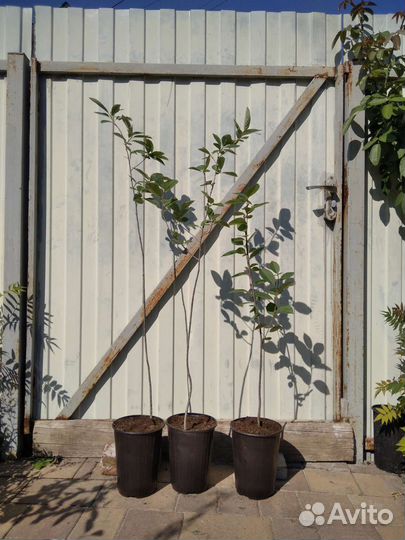 Черноплодная рябина Арония