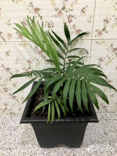 Пальма хамедорея. Домашние цветы