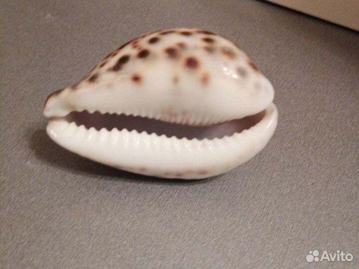 Ракушки (2 штуки)