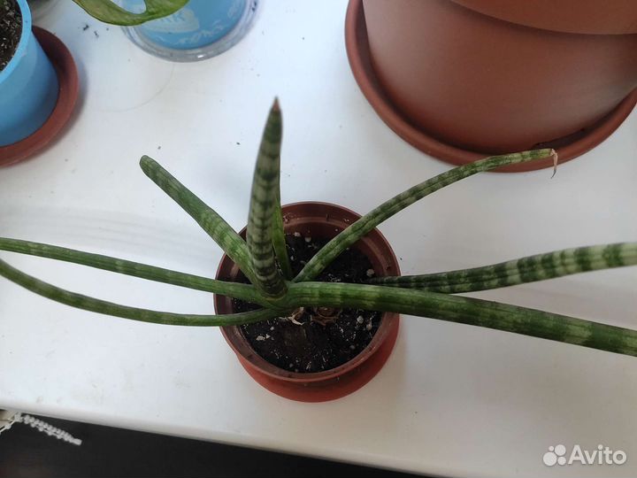 Сансевиерия цилиндрика