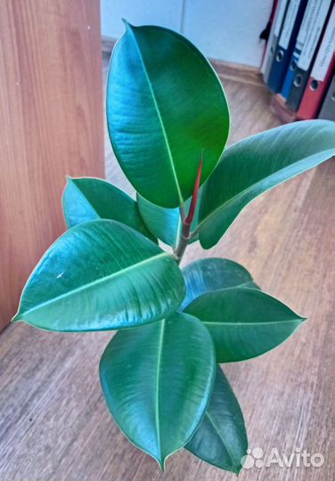 Домашние растения.калатея эухарис фикус фил