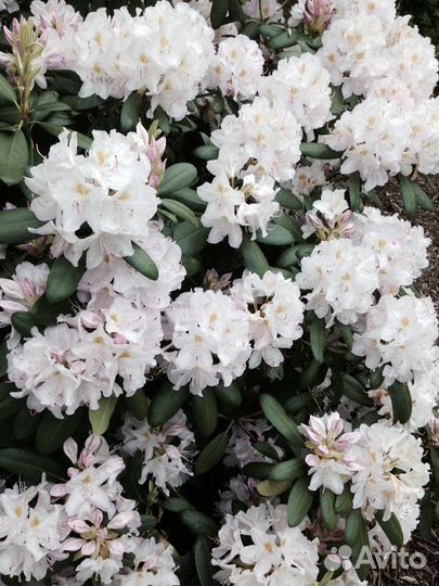 Рододендрон Альбум (катевбинский) Alba
