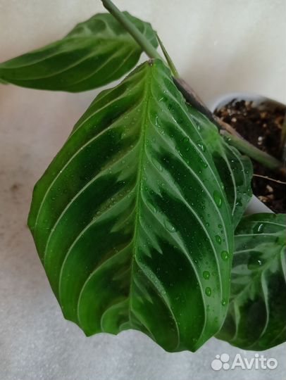 Маранта Cat moustache