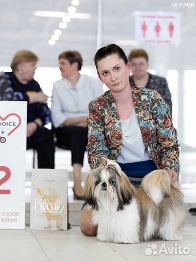 Хендлер, подготовка и показ собак на выставках