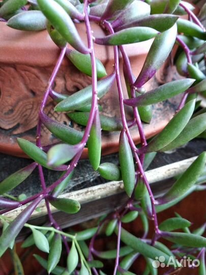 Разные суккуленты и диффенбахия