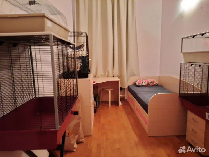 Консультации по содержанию и здоровью крыс