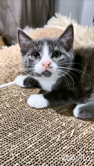 Малек-матылек