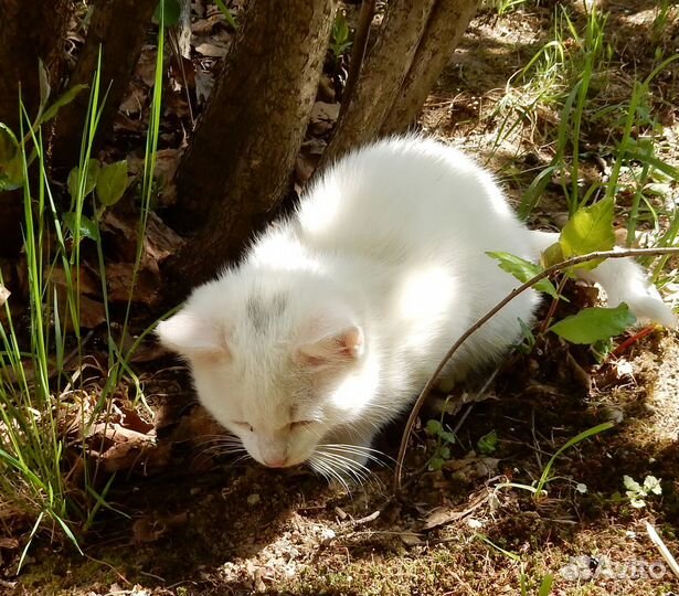 Котята. Белый котенок. 4,5 мес