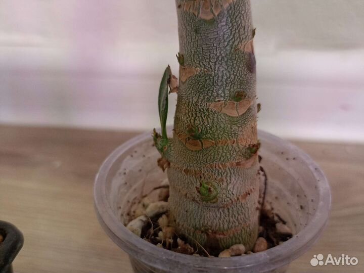 Адениум арабикум