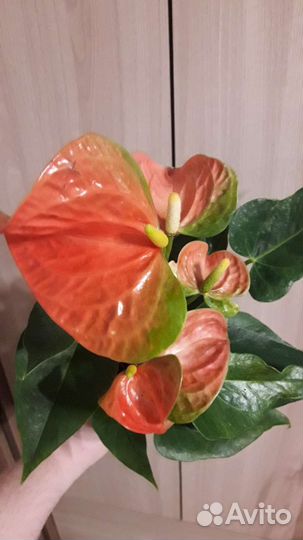 Оранжевый Антуриум
