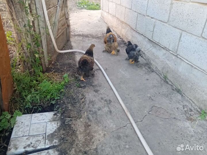 Яйца на инкубацию