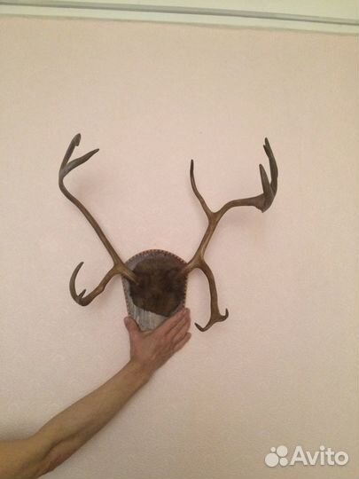 Рога оленя