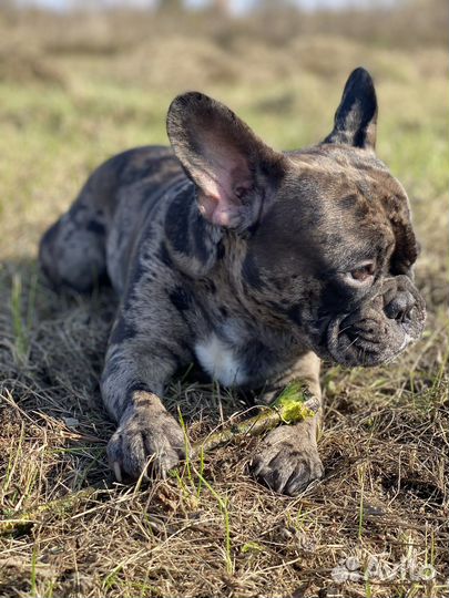 Французский бульдог кабель вязка