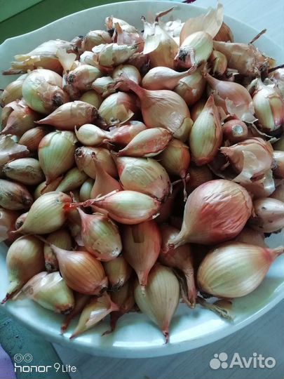 Лук семейный на посадку