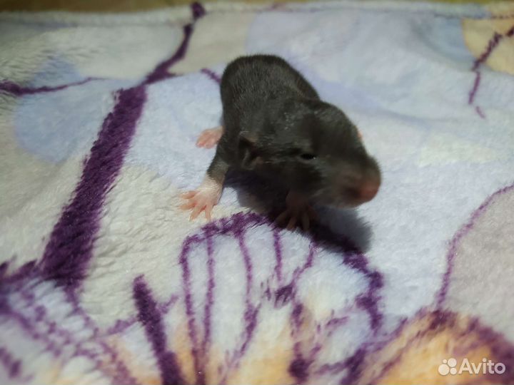 Крысята декоративные дамбо