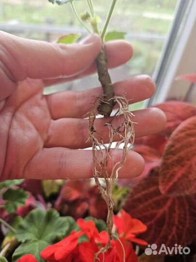 Пеларгония герань сортовая