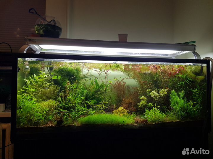 Заказ аквариумных растений