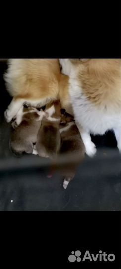 Подрощенная