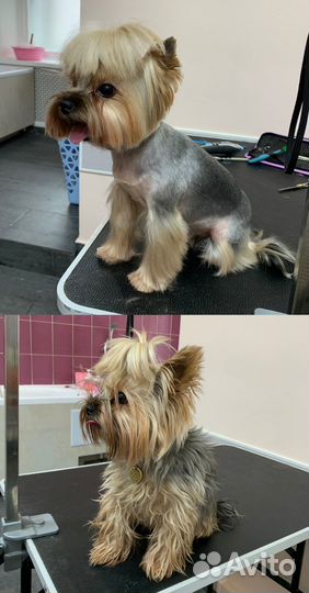 Стрижка собак