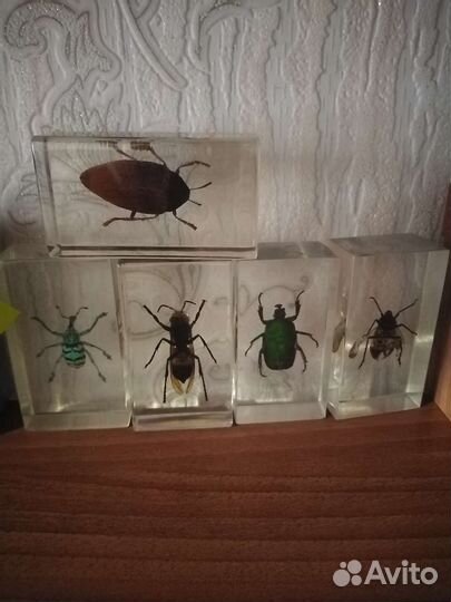 Насекомые в эпоксидной смоле