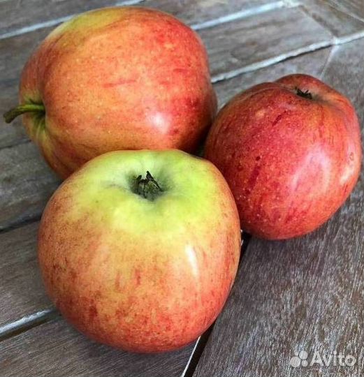 Саженцы яблони Штрифель