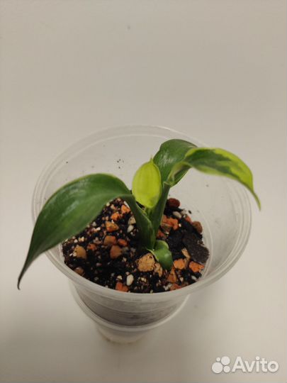 Спатифиллум Визард Волшебник