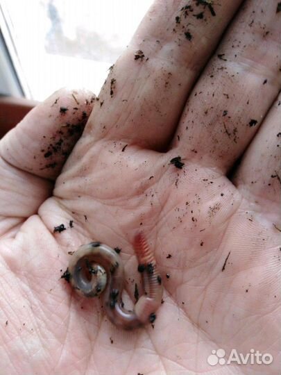 Червь для рыбалки 