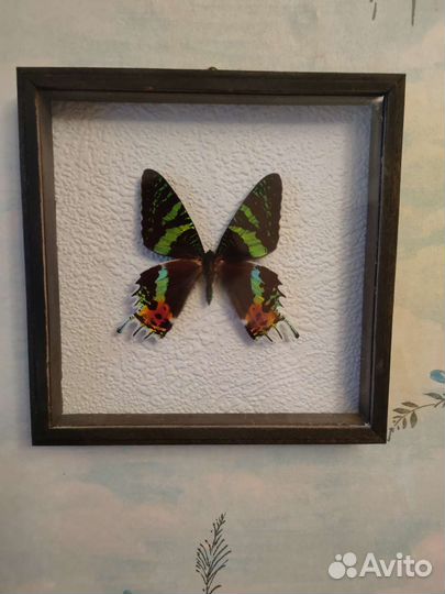 Бабочки в рамках
