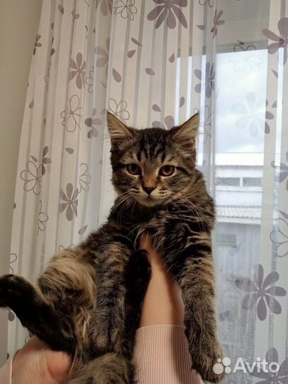 Кот в добрые руки