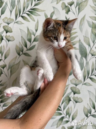 Котенок