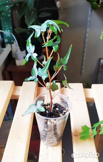 Бегония Дрега