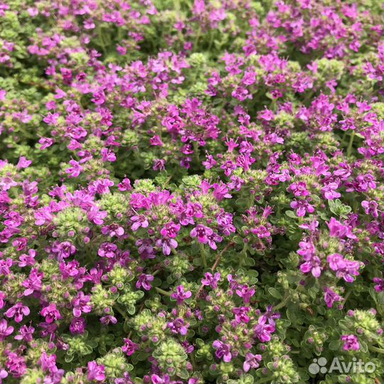 Чабрец, Лаванда, Флокс шилов., Пеннисетум саженцы