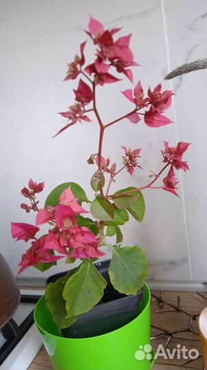 Бугенвиллея