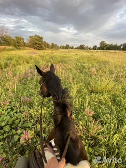 Постой для лошадей