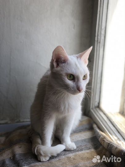 Подарите Белочке Дом