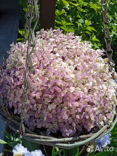 Каллизия розовая пантера