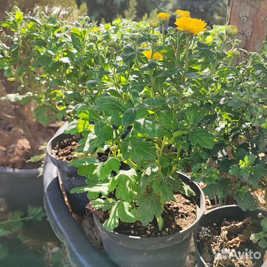 Хризантема шаровидная в горшке