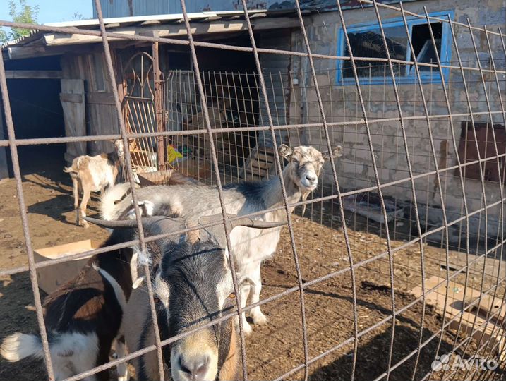 Козы и козлята продажа