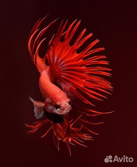 Рыбка петухи и самочки