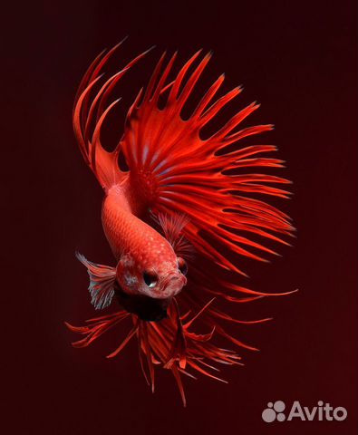 Рыбка петухи и самочки