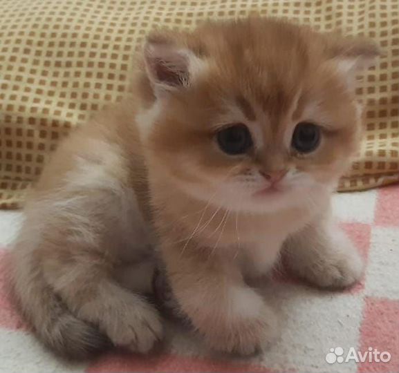 Британский котёнок