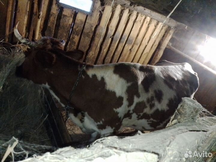 Корова дойная