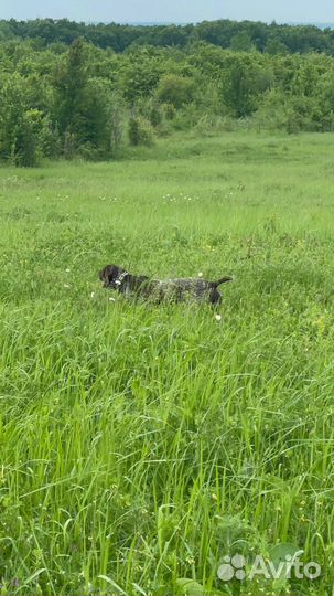 Курцхаар вязка